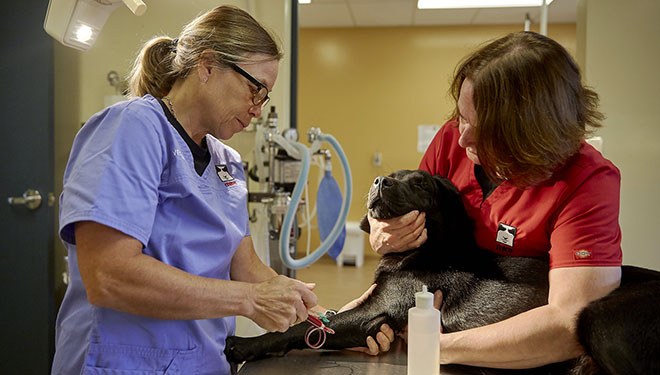 Deux vétérinaires soignent un chien Mira
