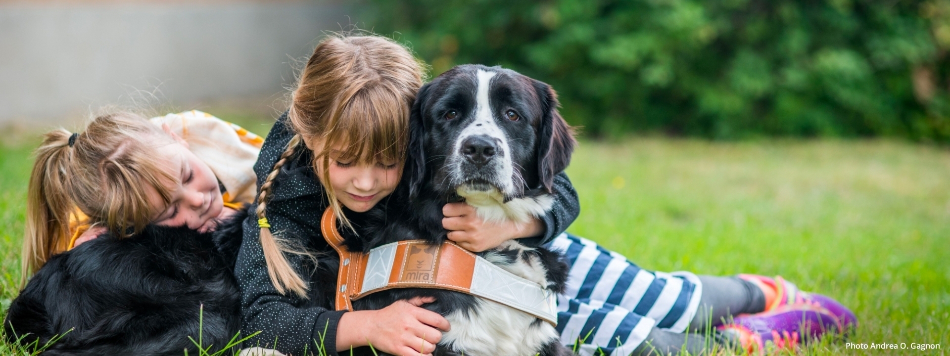 Two young girls hug a Labernois dog who has his Mira harness