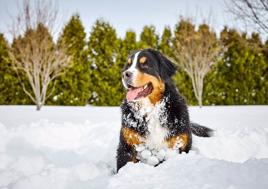 Bernese Mountain Mira dog plays in the snow