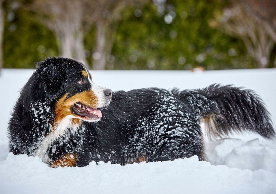 Bernese Mountain Mira dog lying in the snow