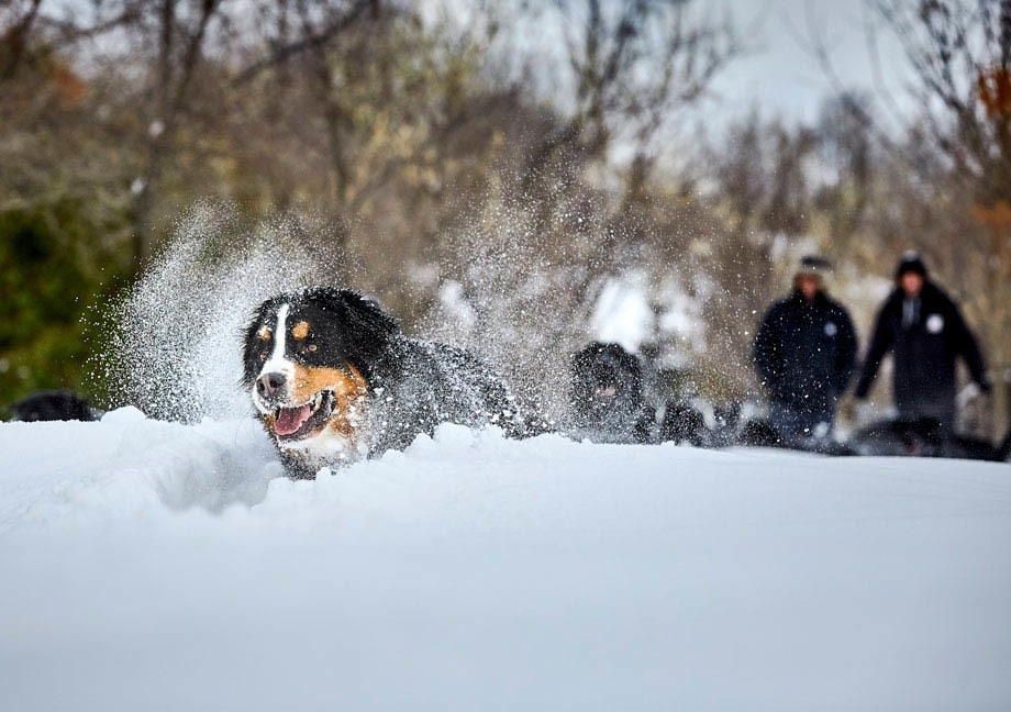 Bernese Mountain Mira dog playing in the snow