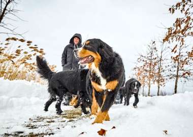Meute de chiens Mira de type Bouvier Bernois marche dans la neige