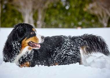 Chien Mira de type Bouvier Bernois allongé dans la neige