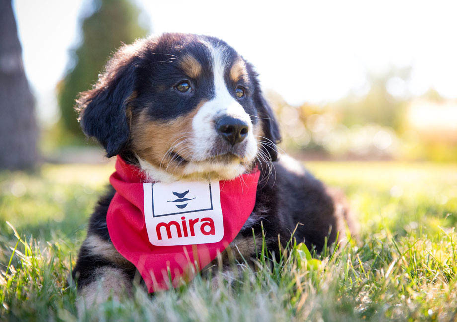 Chiot Mira de type Bouvier Bernois portant un foulard rouge allongé dans l'herbe