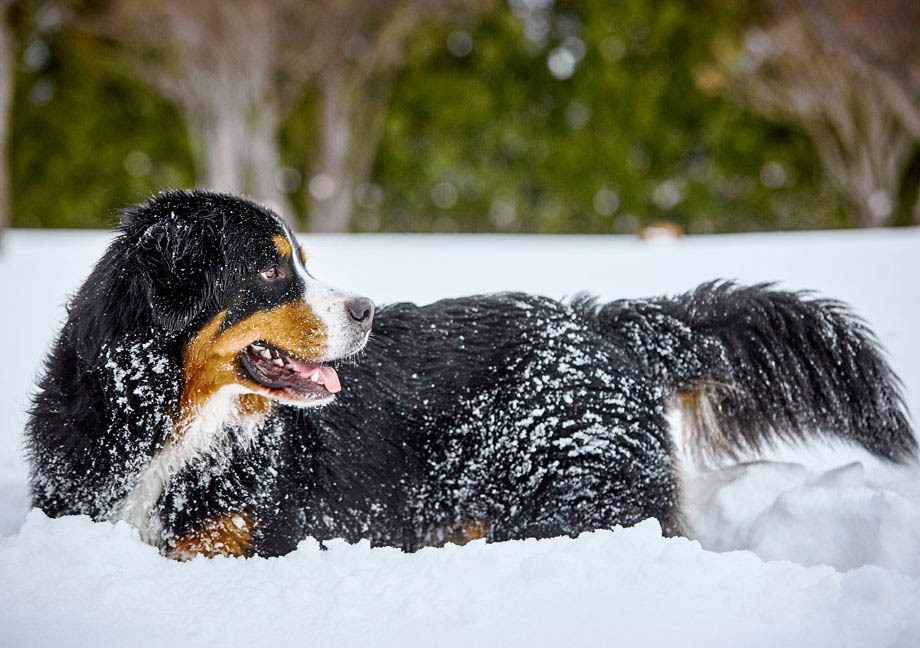 Chien Mira de type Bouvier Bernois allongé dans la neige