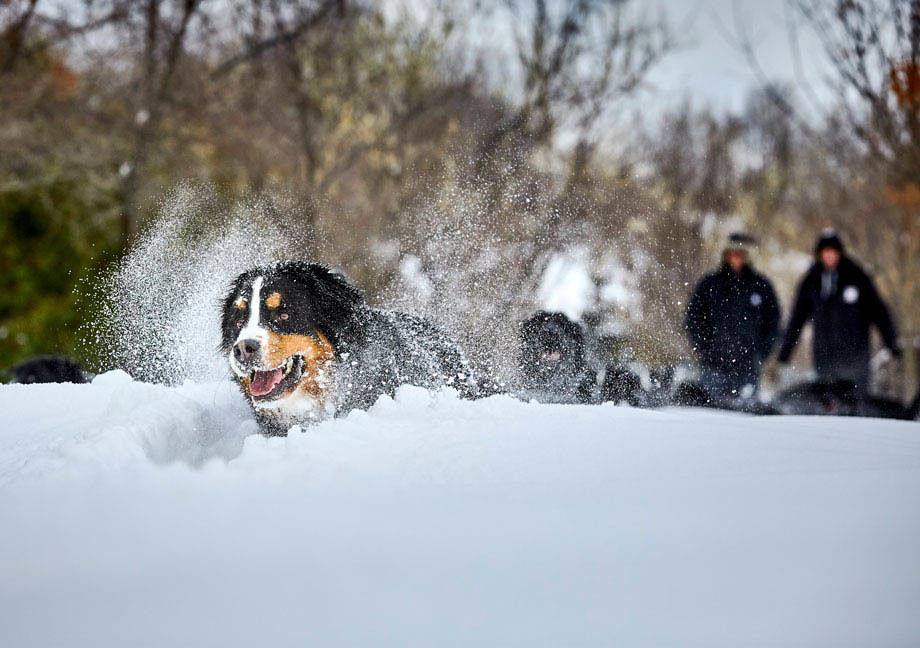 Chien Mira de type Bouvier Bernois qui joue dans la neige
