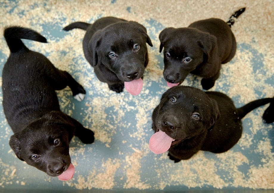 Mira puppy pack of Labrador sitting in circle