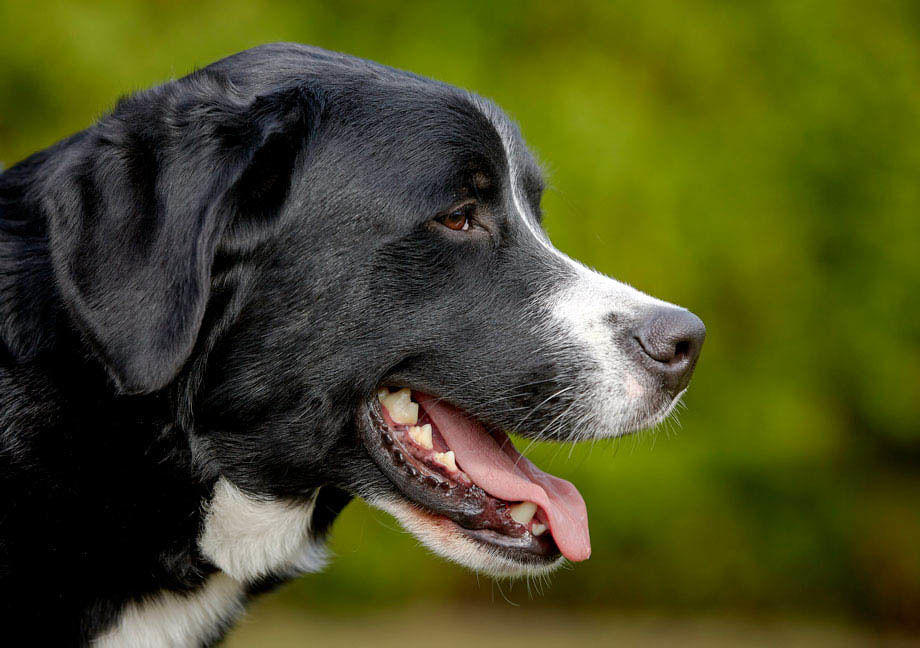 Chien Mira de type Labernois de profil