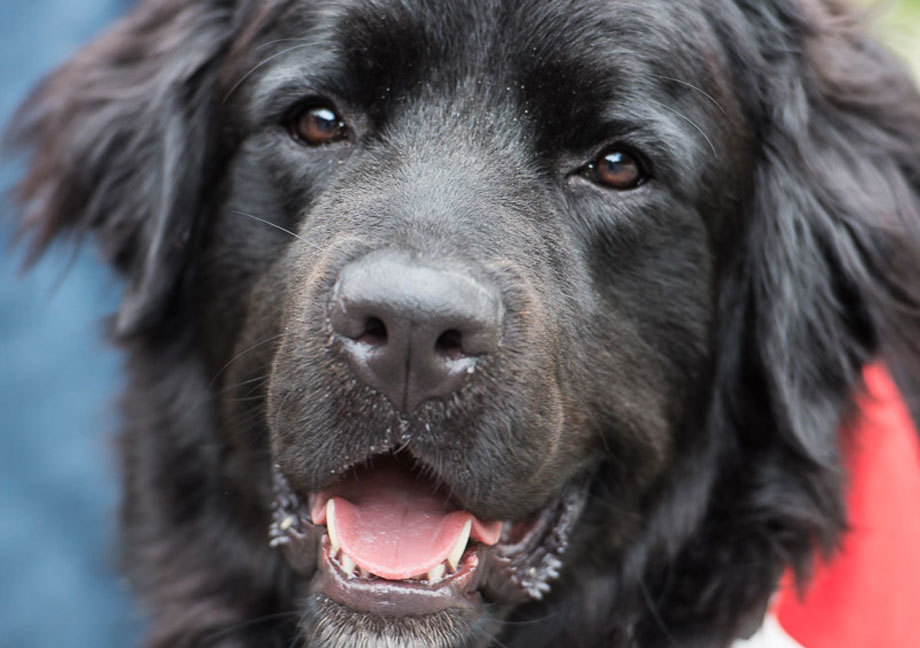 Chien Mira de type Labernois portant son foulard rouge