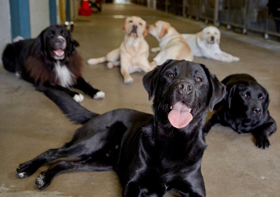 Meute de chiens Mira de type Labrador allongée sur le sol