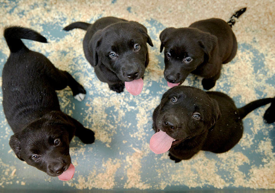 Meute de chiots Mira de type Labrador assis en cercle