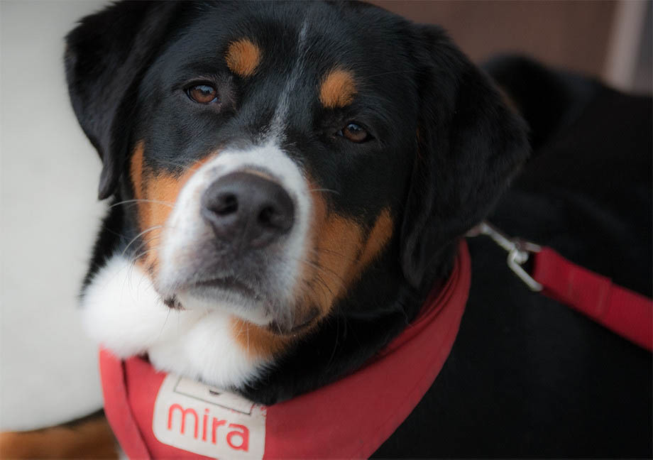 Chien Mira de type Labernois portant son foulard rouge
