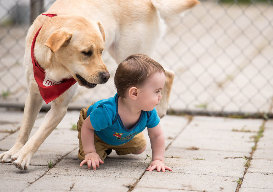 Chien Mira de type Labrador portant son foulard rouge joue avec un bébé