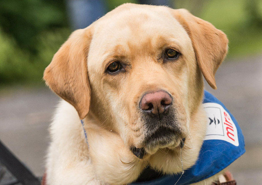 Chien Mira de type Labrador est allongé sur le sol