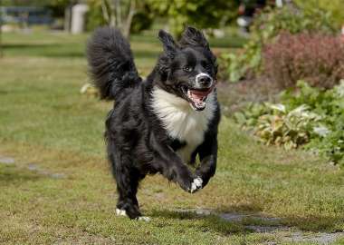 Saint-Pierre Mira dog runs in the grass