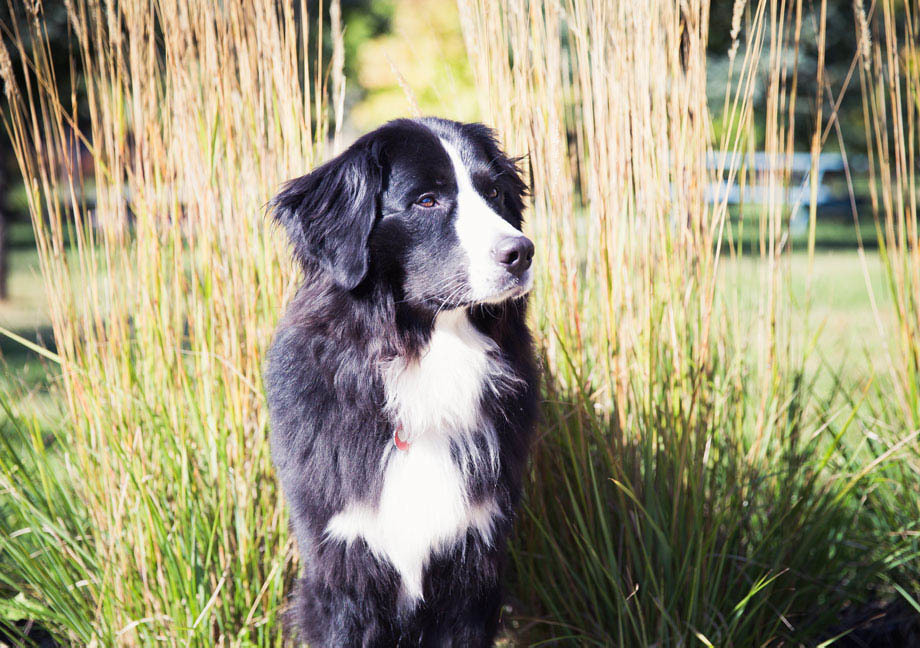 Chien Mira de type Saint-Pierre assis dans l'herbe