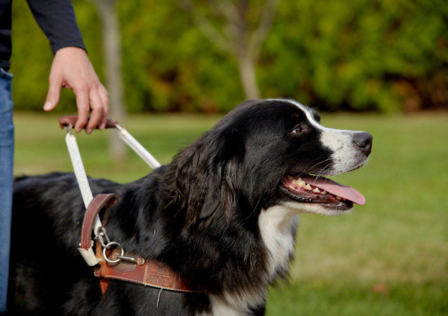 Chien guide Mira de type Saint-Pierre avec son harnais