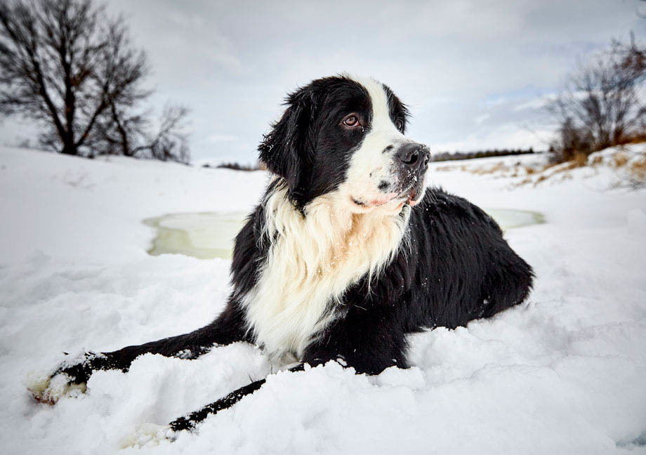 Chien Mira de type Saint-Pierre allongé dans la neige