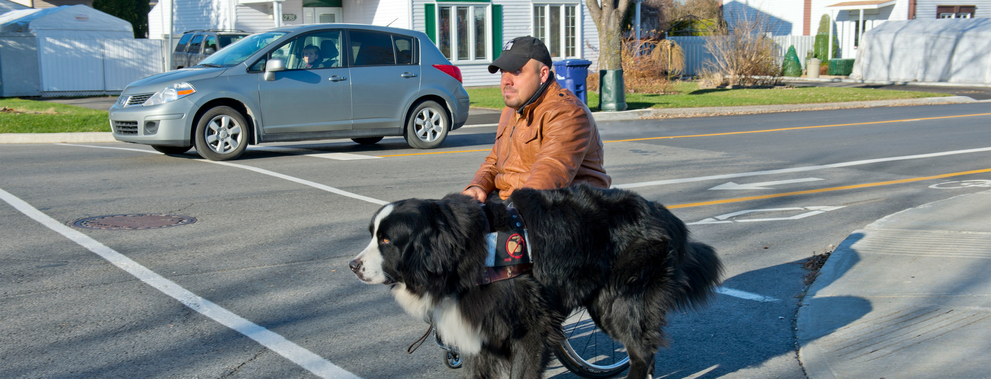 Programme chien assistance